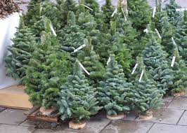 The keys to keeping a christmas tree fresh are to place the tree away from any heat sources (fireplace, heater, radiator, etc.) and keep the tree reservoir full of water. Christmas Trees Real Vs Fake And How To Keep Them Fresh Live Science