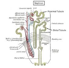 We report an efficient, chemically defined protocol for differentiating hpscs into multipotent nephron progenitor cells (npcs) that can form. The Functional And Structural Unit Of The Kidneys Is The A Nephron Loop B Capsular Space C Nephron D Glomerular Capsule Study Com