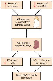 26 3 Electrolyte Balance Anatomy And Physiology