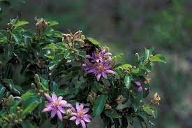 Enjoy Lovely Purple Blossoms With The Lavender Star Flower Tree Flowering Trees Outdoor Plants Star Flower