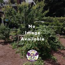 Maybe you would like to learn more about one of these? Buy Northern California Black Walnut Juglans Hindsii Organic Walnut Juglans Spp Planting Justice