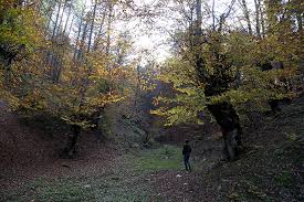 Check spelling or type a new query. Samsun Vezirkopru Kunduz Ormanlari Guzelligi Ile Buyuluyor