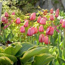 Top Tulips That Come Back Every Year Types Of Tulips Tulips Spring Bulbs