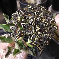 Image result for Brachystelma