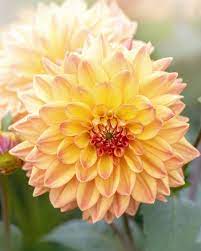 If you click one of these links and make a purchase, we will be paid a commission at no additional cost to you. 25 Best Full Sun Perennials Plants Flowers For Sunny Gardens