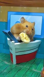 Hungry Hamster Eating Hamster Cute Hamsters Syrian Hamster