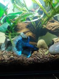 There are 36 suppliers who sells black betta fish sale on alibaba.com, mainly located in asia. My Black Orchid Boy Triton Bettafish
