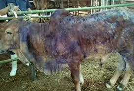 Maybe you would like to learn more about one of these? Dvs Perketat Syarat Lembu Import Susulan Penyakit Kulit Berbonjol Astro Awani