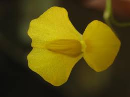 Image result for Utricularia tortilis