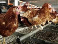 Ferme de alte tipuri de oua tehnica de vanzare ce urmeaza a fi implementata se va concretiza prin contactarea telefonica a reprezentantilor companiilor din baza de date, cu scopul. Gaini Ouatoare La Reforma Ferma Proprie