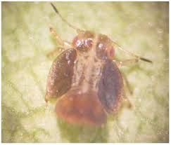 Image result for Hypolytrum pynaertii