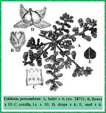 Image result for Coldenia procumbens