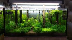 To many people, setting up and stocking a new tank can bring a sense of enjoyment and fulfillment as you watch it progress. 180l Nature Style Aquarium Aquascape