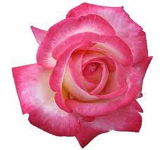 An Entry From Transparent Flowers Powered By Tumblr Com Beautiful Roses Pink Rose Pictures Beautiful Flowers