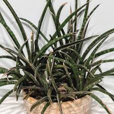 Image result for Cuviera semseii