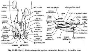 Male human anatomy vector diagram. Reproductive System Of Rabbit With Diagram Chordata Zoology