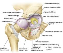 Press into the feet, lengthening the legs to press the hips up toward the ceiling. Hip Joint Anatomy Bone And Spine