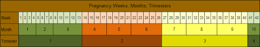 how long is pregnancy days weeks months trimesters