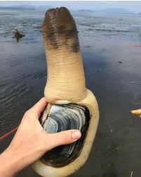Image result for geoduck