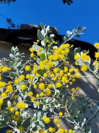 Image result for Acacia