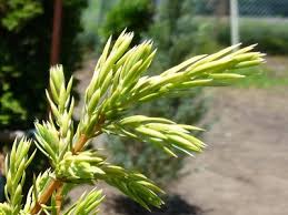 針葉樹の品種 花の名しらべ 木暮