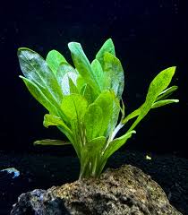 Image result for Samolus