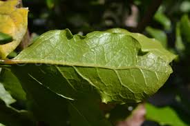 Image result for Beilschmiedia michelsonii