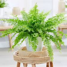 This post will focus on fern care in general, but i will illustrate using nephrolepsis exaltata plants, or the common boston fern. Boston Fern Ivy S Secret Garden Buy Fresh Indoor Plants In Dubai And Uae