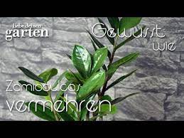 We did not find results for: Gewusst Wie 14 Zamioculcas Vermehren Liebe Deinen Garten Youtube