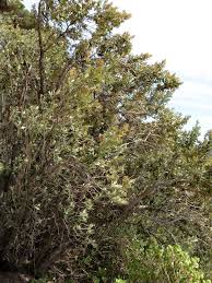 Image result for Ozoroa