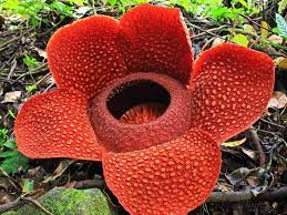 Strange Plants Corpse Flower Unusual Plants Unusual Flowers