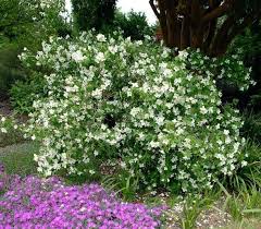 Https Www Pflanzenheld De Gartenjasmin Belle Etoile Philadelphus Html In 2020 Pflanzen Ziergeholze Garten