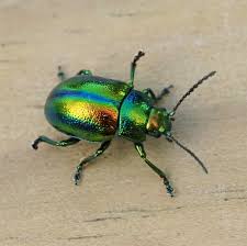 Image result for Blotiella natalensis