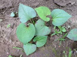ドクダミ のん木草 みどり見て歩き