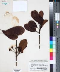 Image result for Manilkara koechlinii