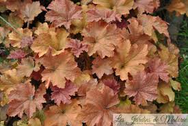 Mes Incontournables Les Heucheres Les Jardins De Malorie This tough garden plant was bred from hardy h. les jardins de malorie