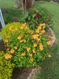 Image result for Crossandra greenstockii