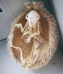 Pin By Rose Writes On References In 2020 Animal Skeletons Animal Skulls Animal Drawings