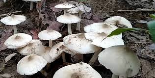 We did not find results for: 8x4fx2r0czea M