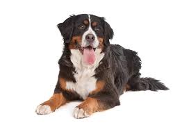 This breed is a sturdy, large, hardy dog with a combination of strength, speed, and agility. Bernese Mountain Dog Breed Guide Petbarn
