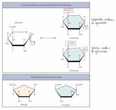 Carbohydrates Article Macromolecules Khan Academy