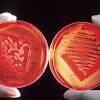 In 2017 , agrofuel research operations genetically modified a sample of the bacteria using the enzyme ec 31. 1