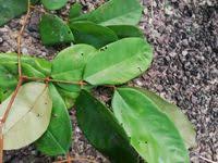 Image result for Anthonotha macrophylla