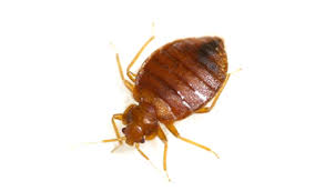 Termite exterminator westchester county, ny. Bronx Ny Exterminators Pest Control Bed Bugs Bedbugs Pest Control Exterminators Ants Bedbugs Cockroaches Mice Rats Fleas Ticks Centipede Millipede Crickets Earwigs Silver Fish Spiders Bee Wasp Fly Gnat Mites Termites Beetle