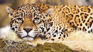 Looking for the best jaguar xjs wallpaper? Jaguar Big Cat Hd Desktop Wallpaper Widescreen High Definition Fullscreen
