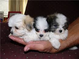 Black And White Maltese Shih Tzu Mix Maltese Shih Tzu Puppies For Sale Zoe Fans Blog Really Cute Dogs Cute Small Dogs Cute Little Dogs