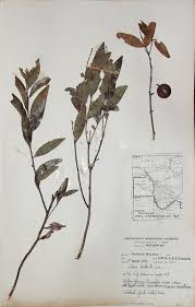 Image result for Diospyros chamaethamnus