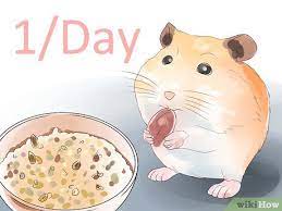 For most foods, you only need to feed one to two tablespoons per day of the mix to provide your hamster with all of the nutrients that he needs. How To Feed Hamsters 10 Steps With Pictures Wikihow