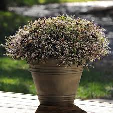 Image result for Euphorbia hypericifolia