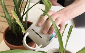 Balkonpflanzen gießen sollte man im übrigen nicht mehrmals am tag sondern nur einmal dann aber ausreichend. Kann Man Mit Kaffee Pflanzen Und Blumen Giessen Dungen